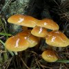 Hypholoma sublateritium